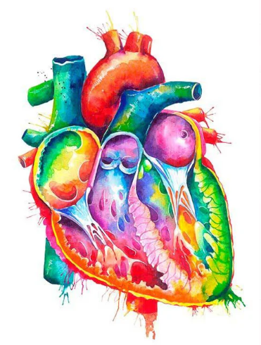 Anatomical Heart Art